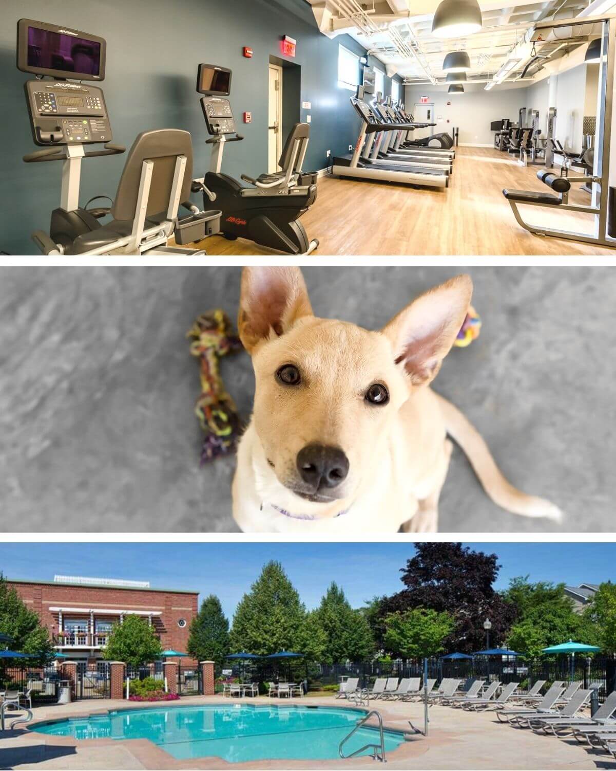 View of gym with equipment, swimming pool and dog.