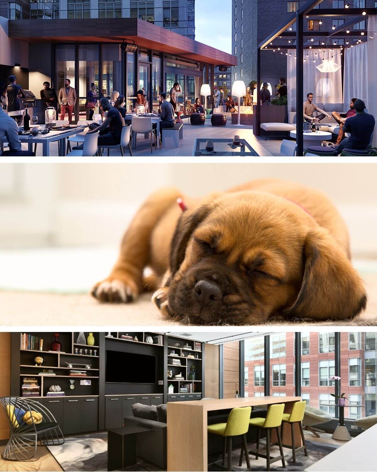 Little puppy sleeping, people socialising outside at night and a comfortable furnished apartment interior