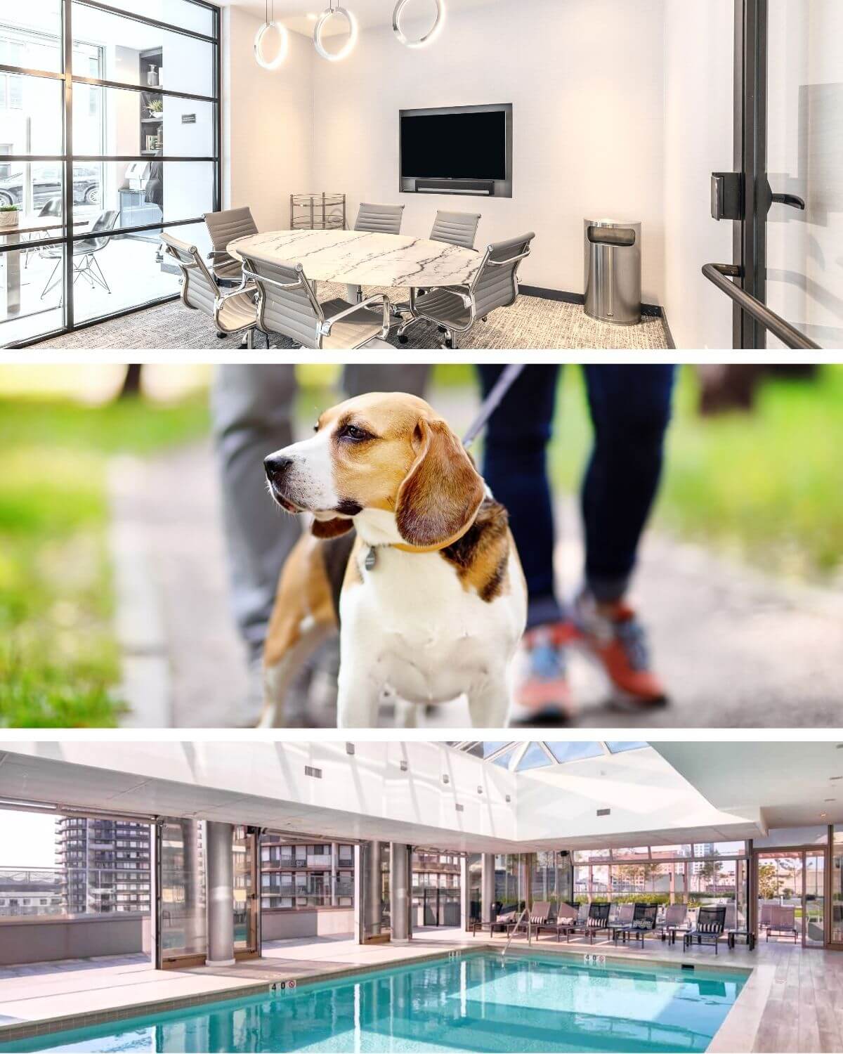 Seating area, swimming pool and dog