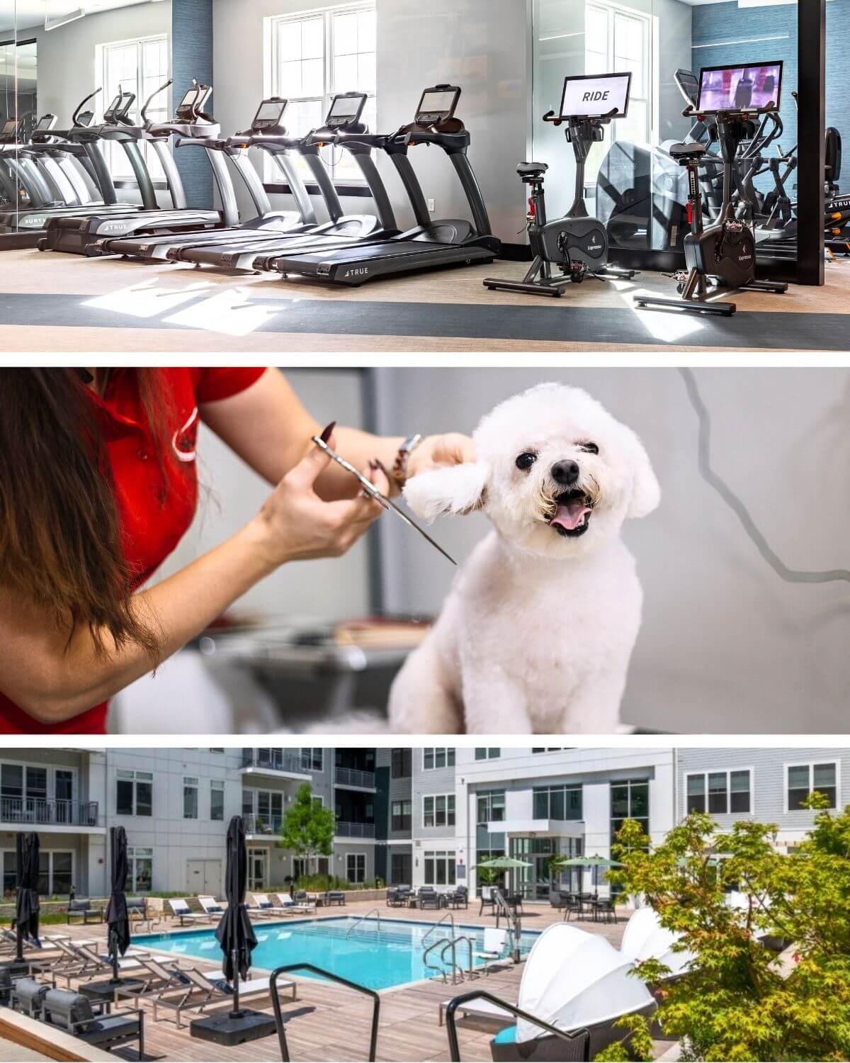 Gym equipment, small dog getting groomed and swimming pool