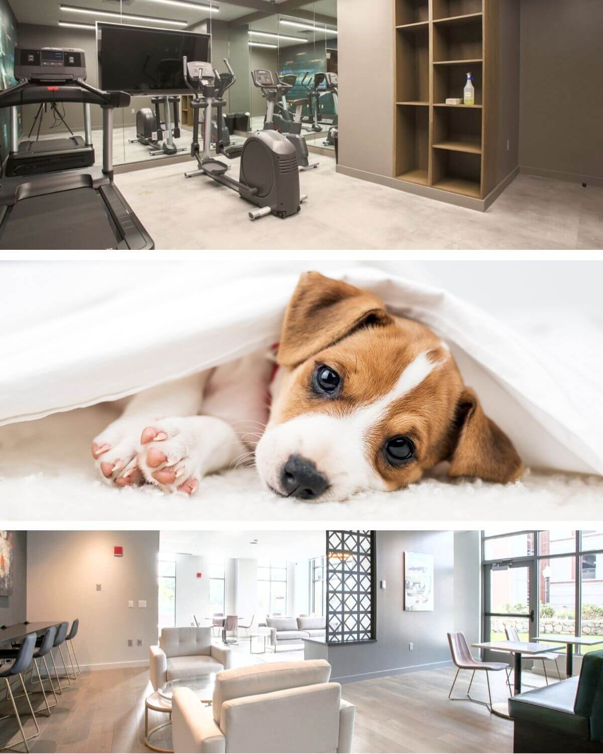 Views of the gym, a puppy relaxing and the apartment interior showing plenty of seating