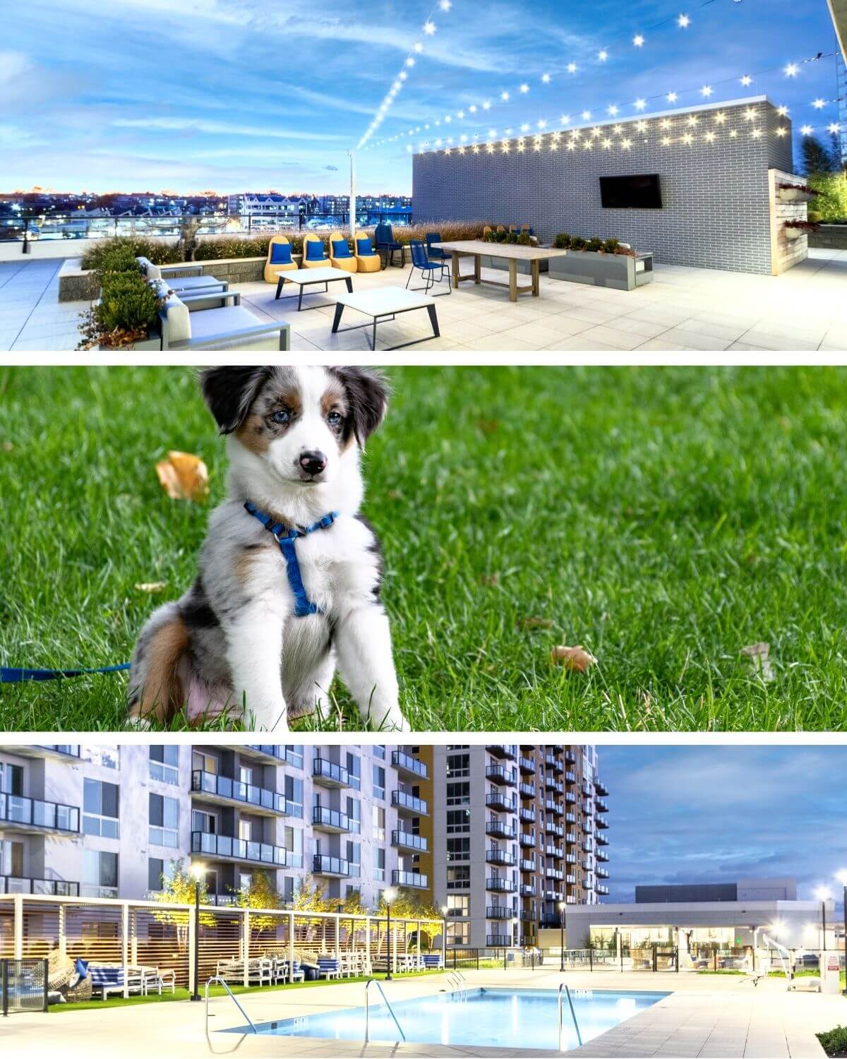 Fluffy dog, outdoor seating area and swimming pool
